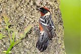 Bay-breasted Warbler