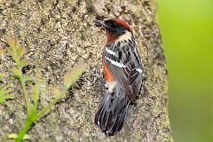 Bay-breasted Warbler