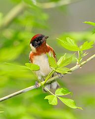 Bay-breasted Warbler