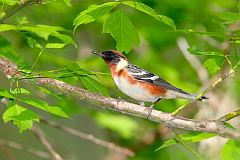 Bay-breasted Warbler