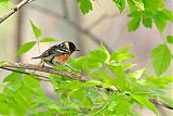 Bay-breasted Warbler