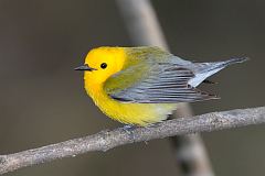 Prothonotary Warbler