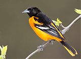 Baltimore Oriole