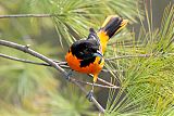 Baltimore Oriole