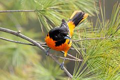 Baltimore Oriole