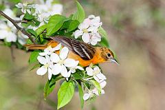 Baltimore Oriole