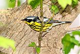 Magnolia Warbler