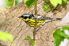 Magnolia Warbler