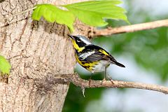 Magnolia Warbler