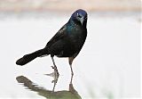 Common Grackleborder=