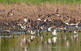 White-rumped Sandpiper