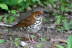 Wood Thrush