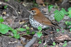 Wood Thrush