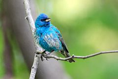 Indigo Bunting