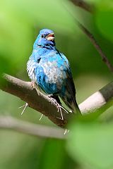 Indigo Bunting