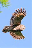 Barred Owl