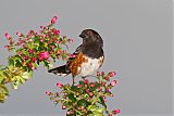 Spotted Towheeborder=