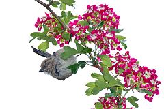 Bushtit