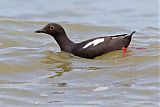 Pigeon Guillemotborder=