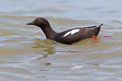 Pigeon Guillemot