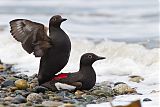 Pigeon Guillemotborder=