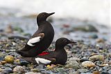 Pigeon Guillemot