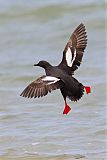 Pigeon Guillemotborder=