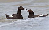 Pigeon Guillemotborder=