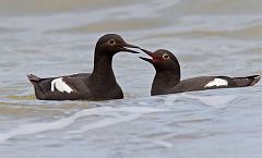 Pigeon Guillemot