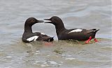 Pigeon Guillemotborder=