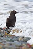 Pigeon Guillemot