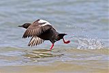 Pigeon Guillemot