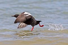 Pigeon Guillemot