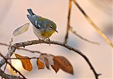 Northern Parula