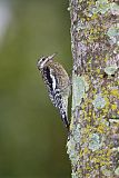 Yellow-bellied Sapsucker