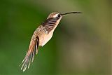 Stripe-throated Hermit