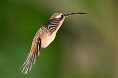 Stripe-throated Hermit