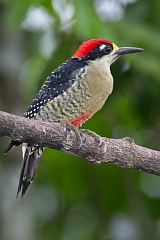 Black-cheeked Woodpecker