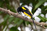 Black-cowled Oriole