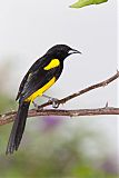 Black-cowled Orioleborder=