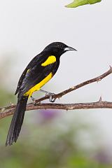 Black-cowled Oriole