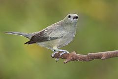 Palm Tanager