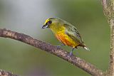 Olive-backed Euphonia