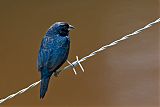 Blue-black Grassquit