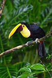 Yellow-throated Toucanborder=