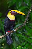 Black-mandibled Toucan