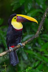 Yellow-throated Toucan