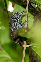 Stripe-breasted Wren