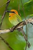 Broad-billed Motmot