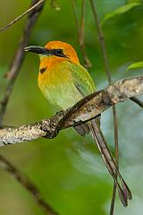 Broad-billed Motmot